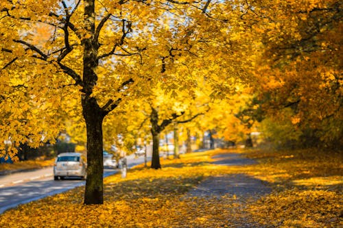 Arbre Feuille Jaune à Côté De La Chaussée