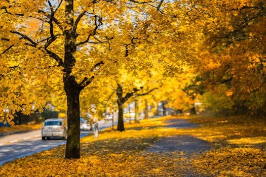 Bright golden autumn foliage along a tranquil road with colorful leaves.