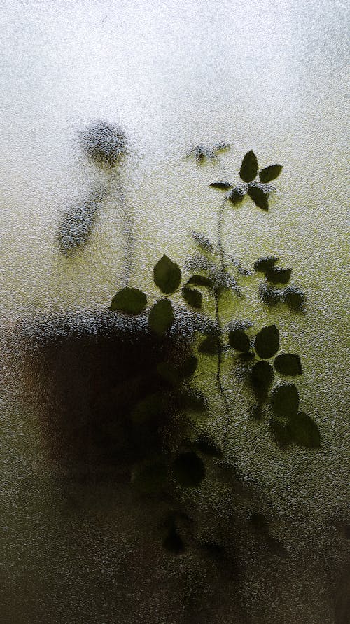 A plant is seen through a frosted window