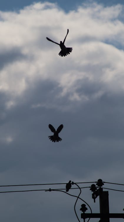 Two birds flying in the sky over power lines