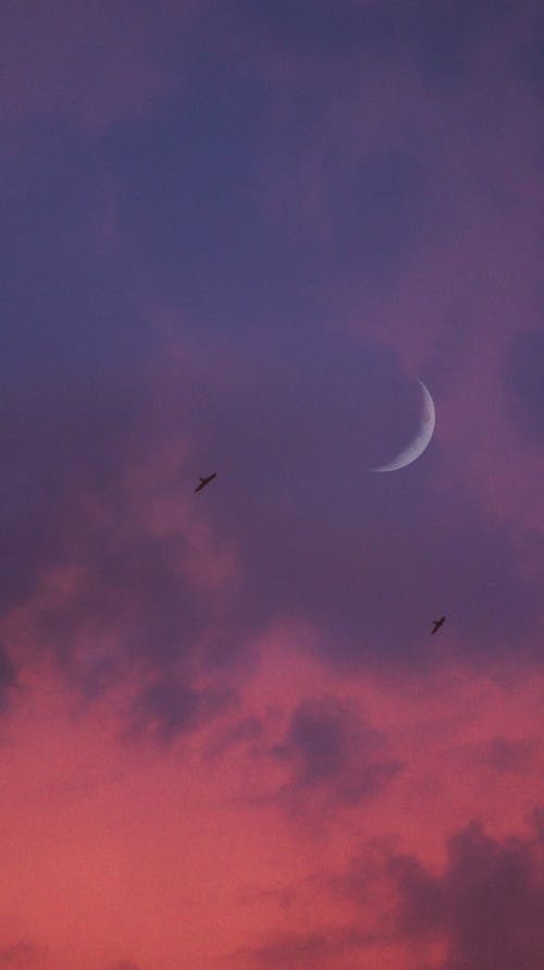 A crescent moon and birds flying in a pink sky