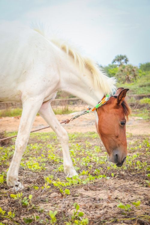 Free A white horse grazes in a vibrant rural pasture, captured in summer. Stock Photo