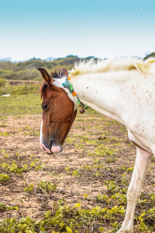 a grass eating horse 