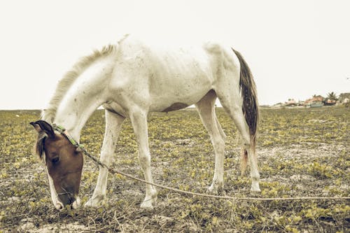 a grass eating horse 