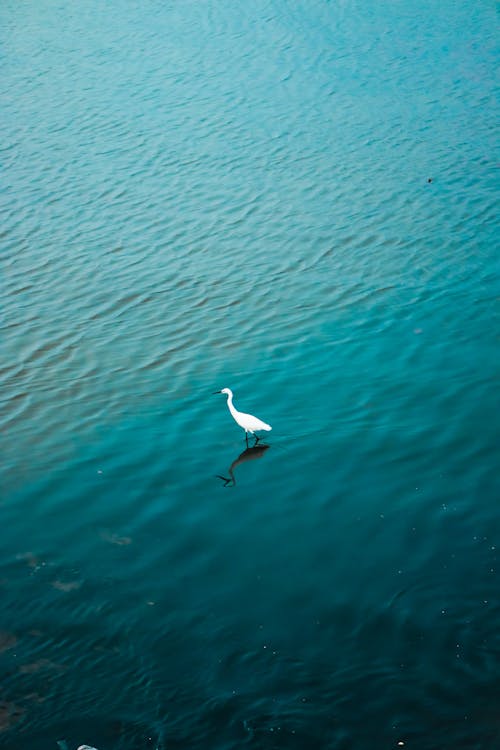 a pelican in the middle of water