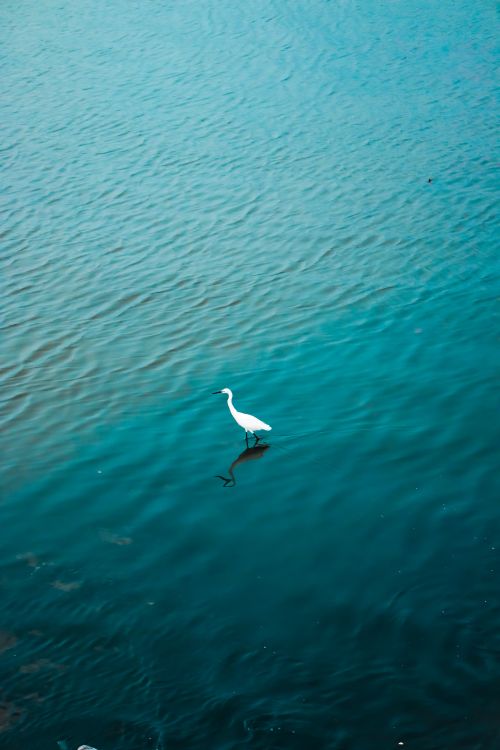 Free Serene image of a solitary egret wading in calm, blue water, showcasing nature's beauty. Stock Photo