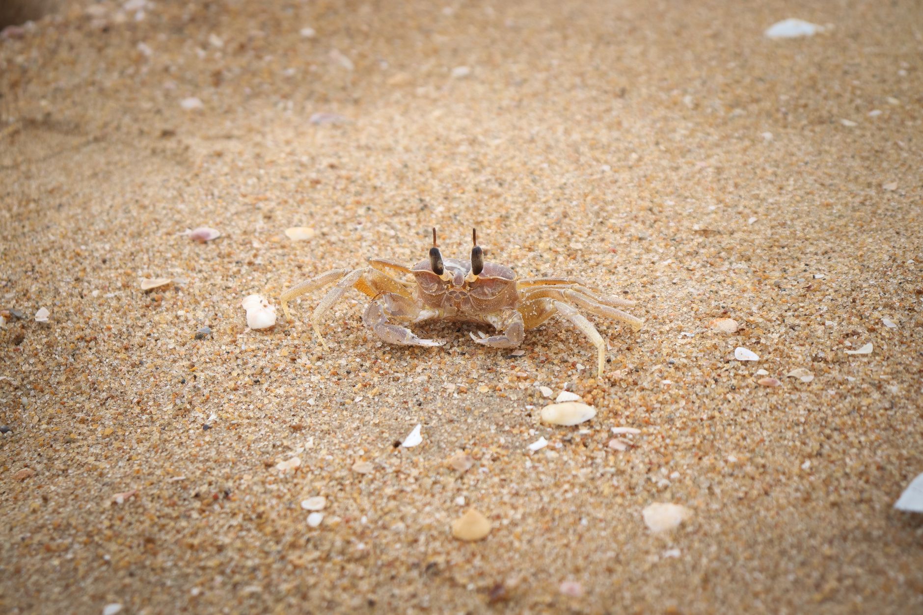 A detailed view of a ghost crab blending with the sandy beach background.