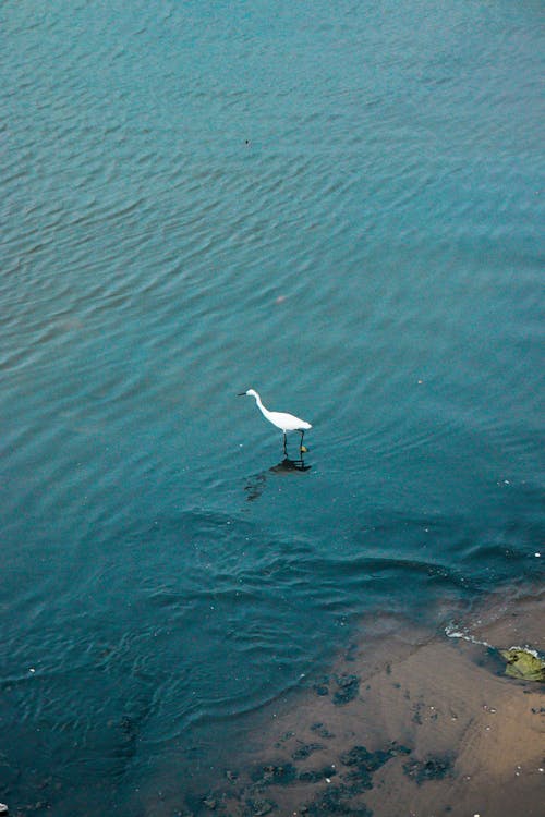 a pelican in the middle of water