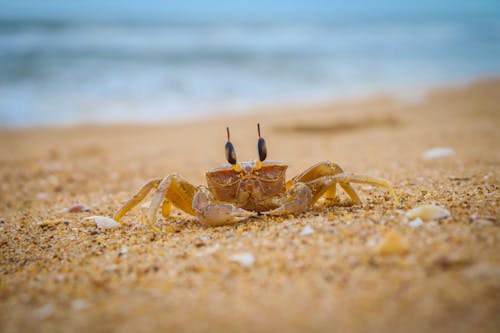 a close up of a crab on the sea shore