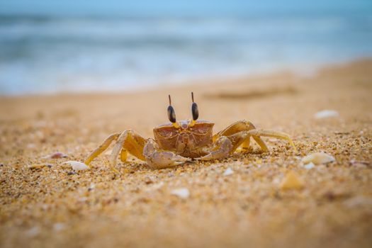 A detailed close-up shot of a sand crab on a beach, highlighting its natural habitat.