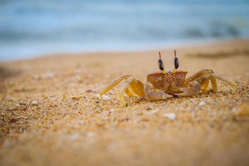 a close up of a crab on the sea shore