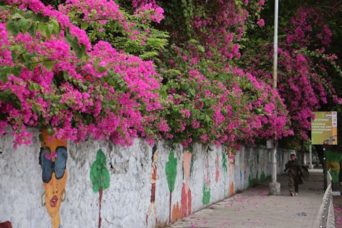 pedestrian,walk way covered with the flowers 