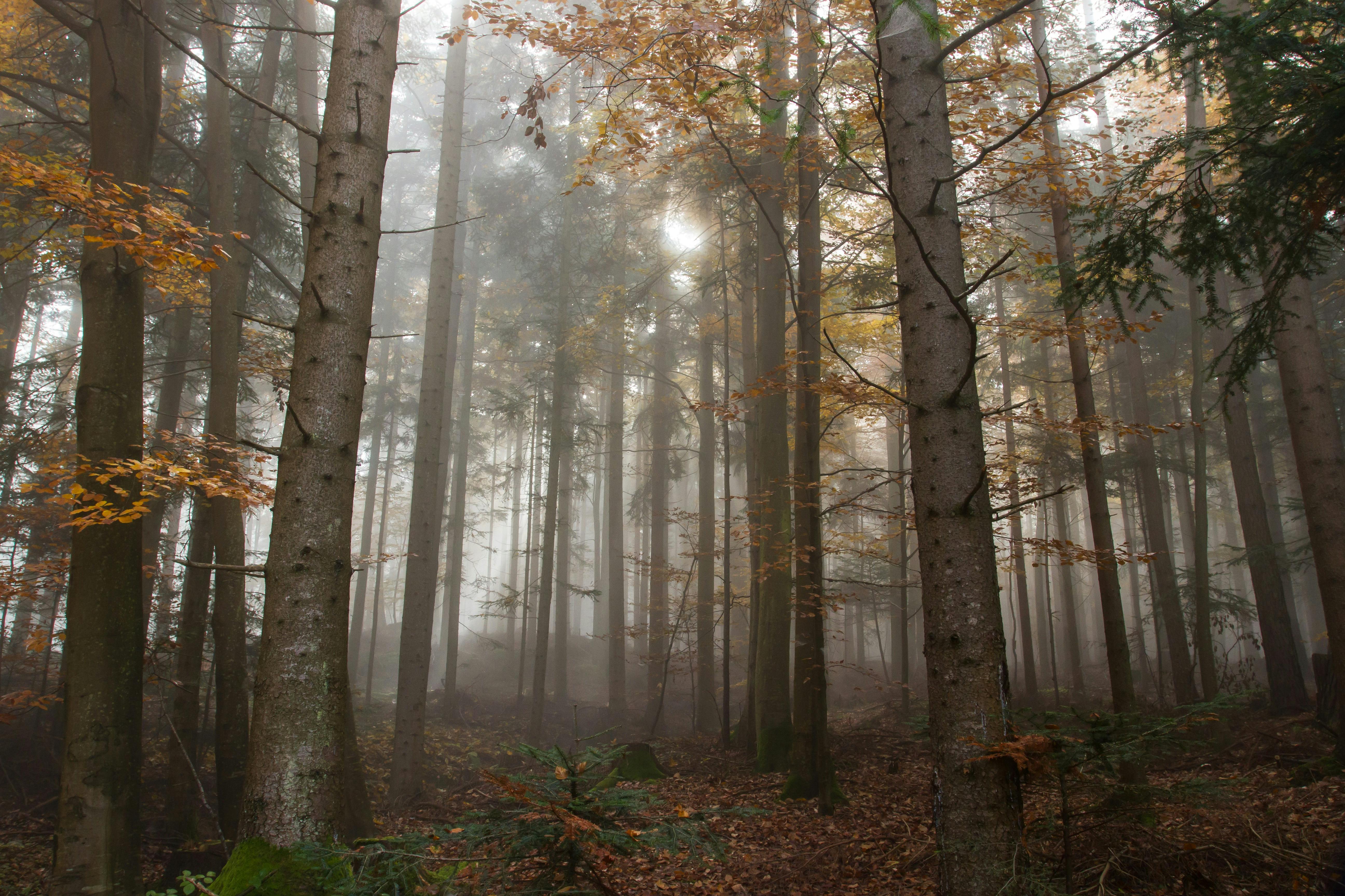 trees surrounded by fogs