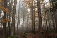 迷人的秋季森林中，雾气弥漫，阳光透过树木洒落