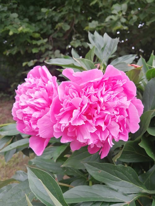 Fotos de stock gratuitas de flores bonitas, Flores rosadas, hermosa naturaleza