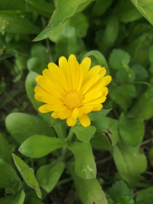 Fotos de stock gratuitas de amarillo, flor amarilla, flores bonitas