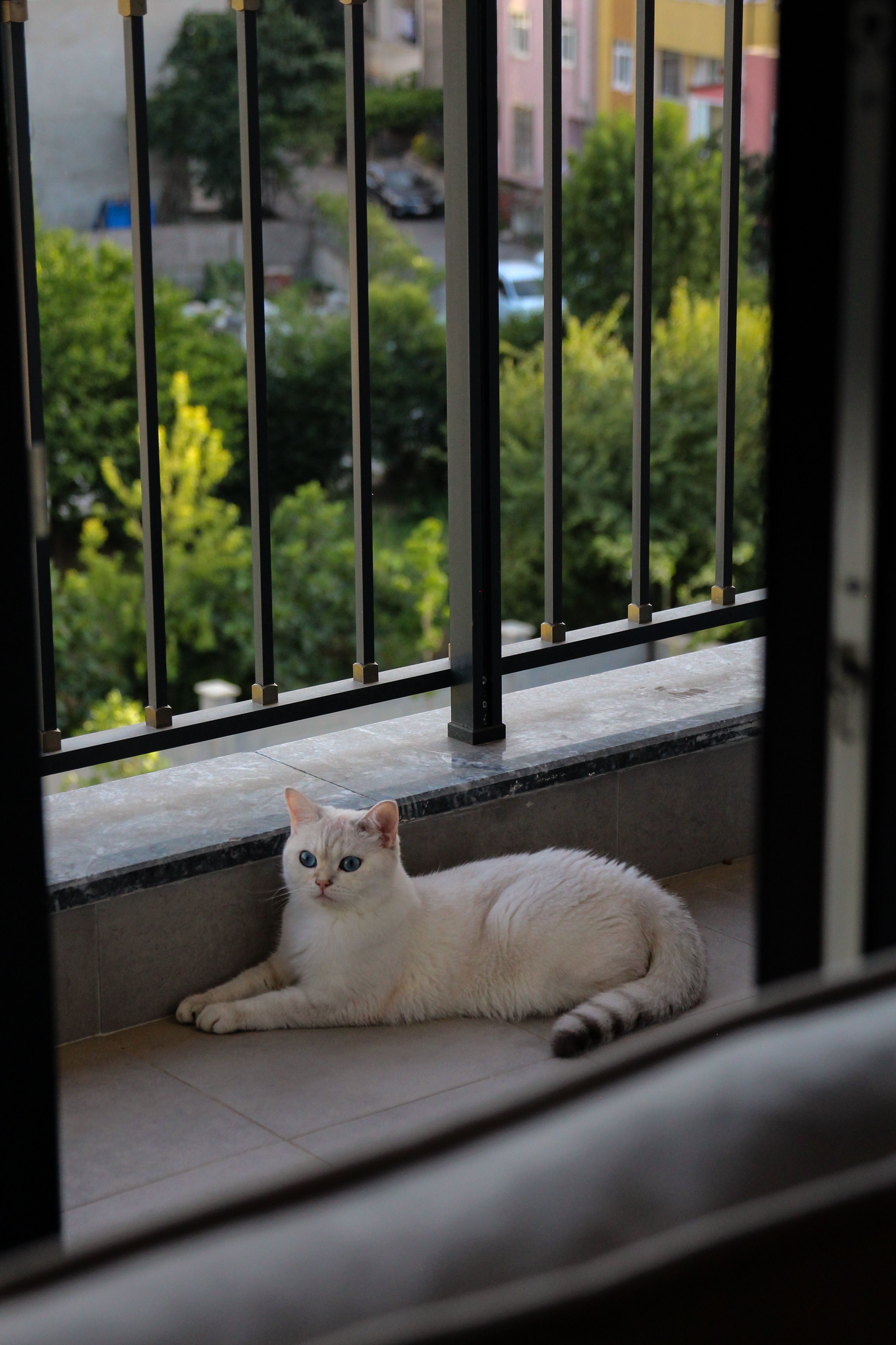 A Cat Lying on the Balcony · Free Stock Photo
