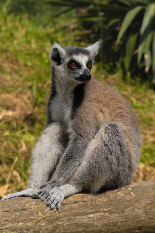 Free A ring-tailed lemur sits on a log in sunlight, featuring its unique striped tail. Stock Photo