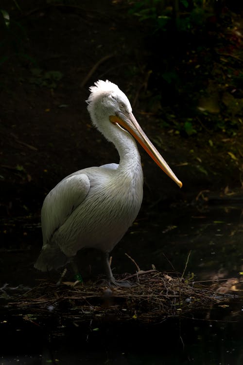 Darmowe zdjęcie z galerii z dzika przyroda, jasny, pelikan
