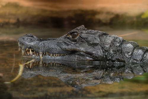 Kostenloses Stock Foto zu african wildlife, alligator, alpha