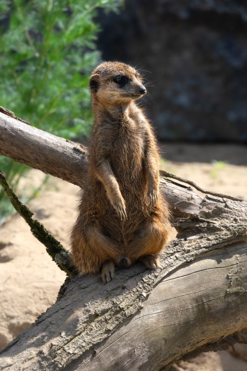 Free A meerkat standing on a log outdoors on a sunny day, perfect for wildlife enthusiasts. Stock Photo
