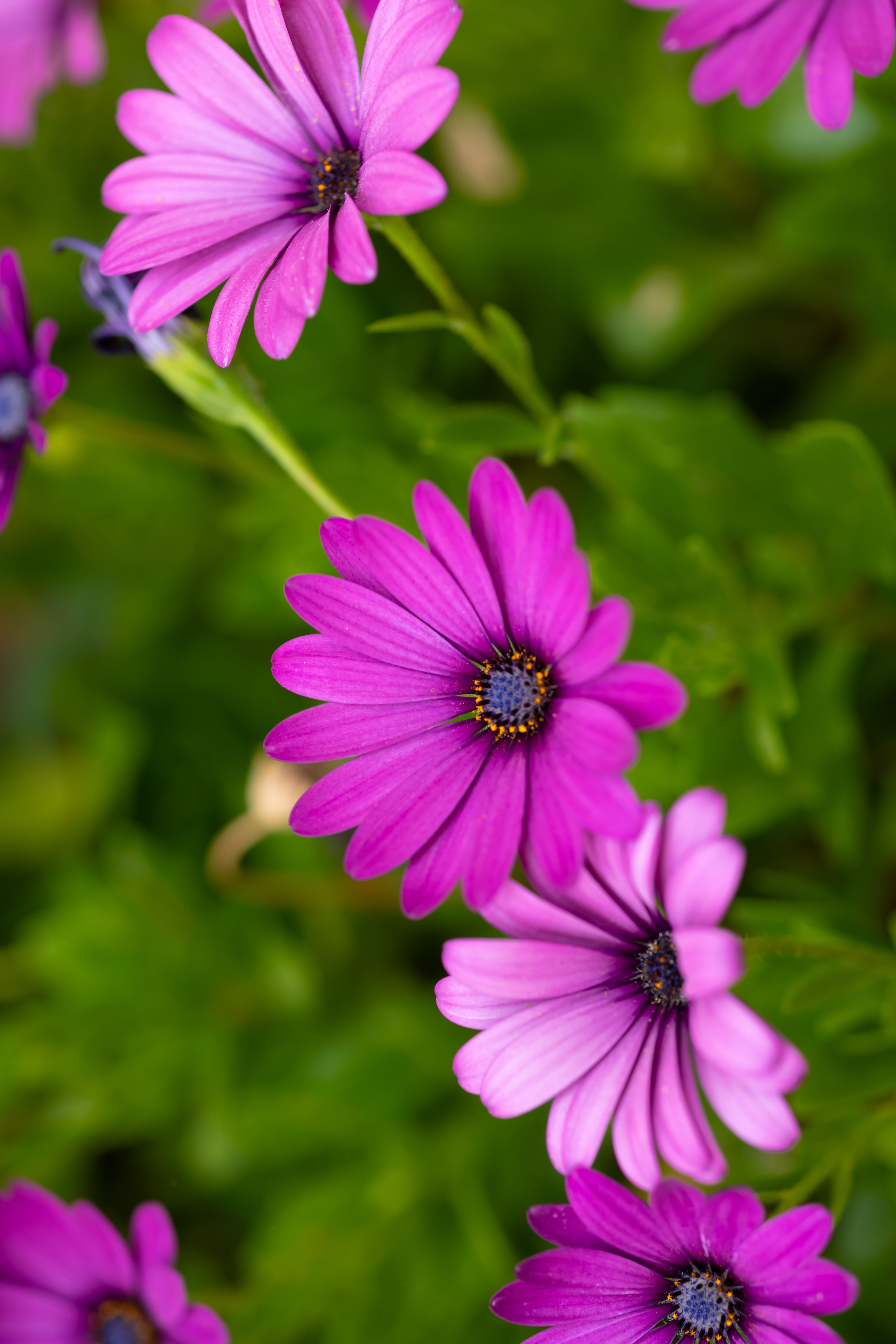 Purple flowers with blue centers are shown · Free Stock Photo