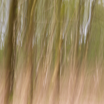 Abstract blurred image of trees creating an artistic and dreamy nature scene.