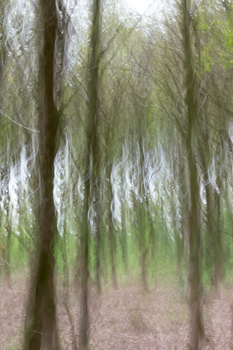 An abstract artistic photo of forest trees with a blurred, motion effect creating a dreamlike atmosphere.