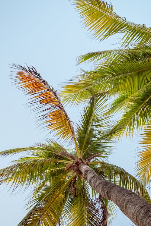 Gratis stockfoto met eiland, exotisch, kokosnoot