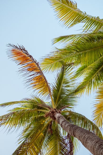 Vibrant palm trees sway against a clear blue sky in Playa del Carmen, Mexico, epitomizing tropical bliss.
