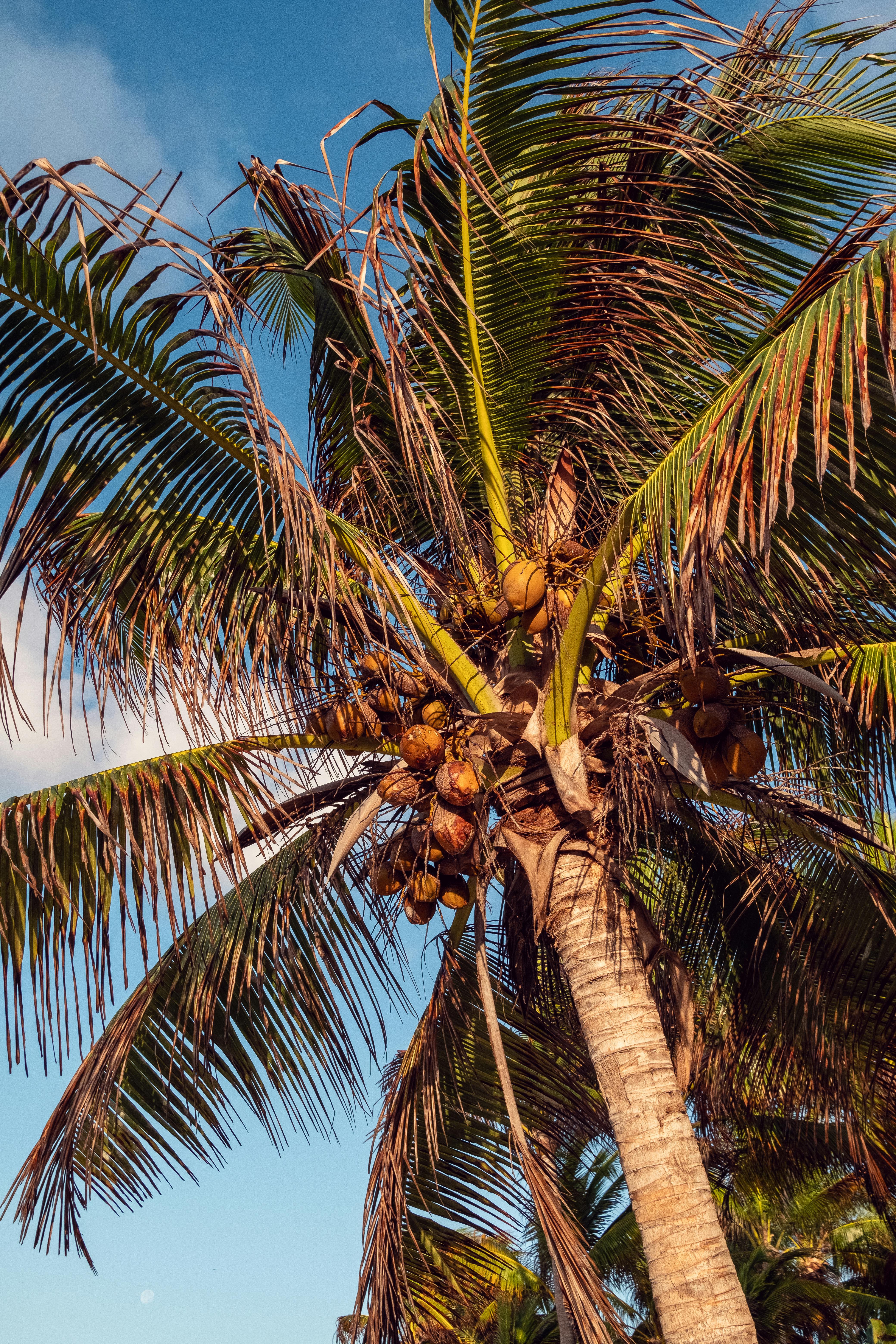 Tropical coconut palm tree under blue sky in Playa del Carmen, Mexico, capturing the essence of summer fun.
