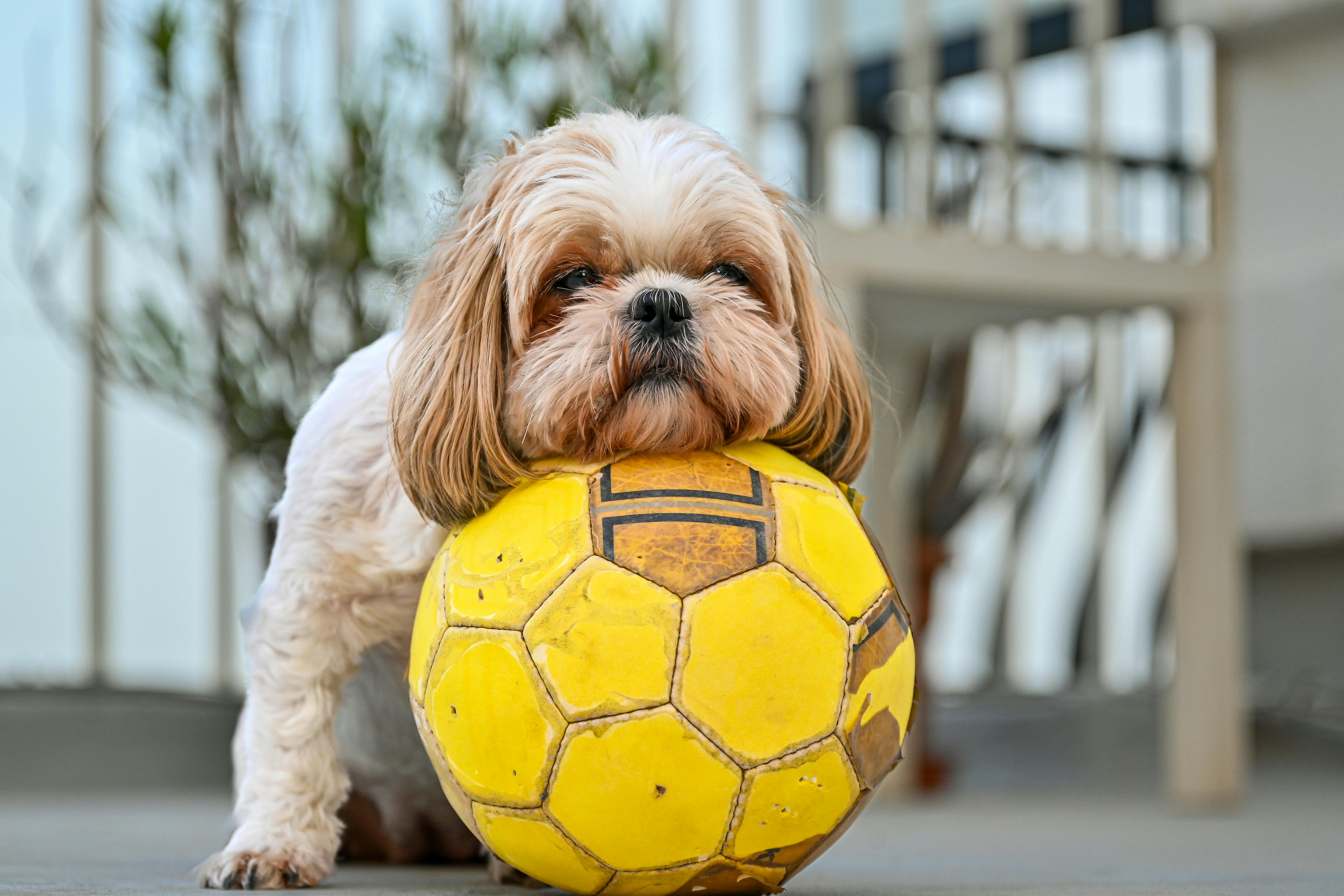 Playful Shih Tzu dog resting on a yellow soccer ball outdoors, showcasing a moment of cuteness.