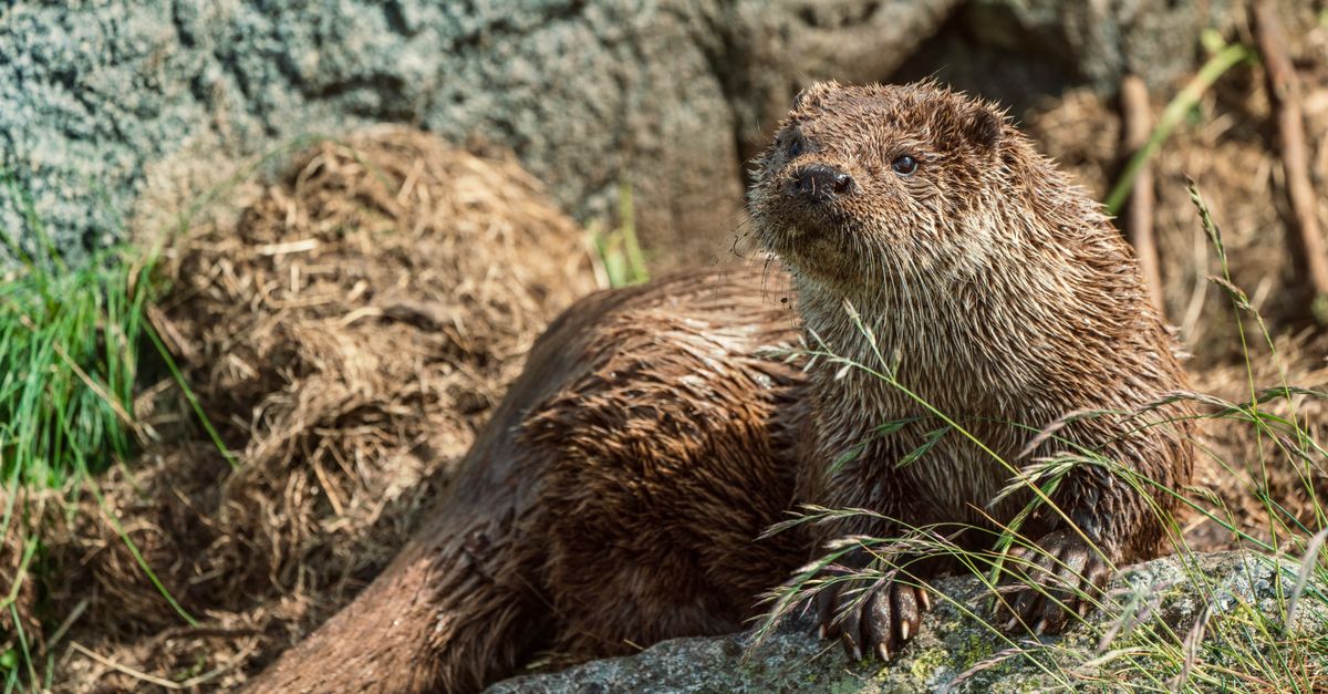 Beavers And Rocks Beaver Among Rocks · Free Stock Photo