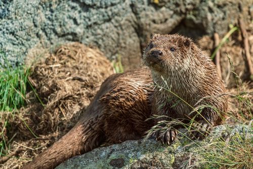 Free A wild European otter with wet fur rests on rocks, basking in sunlight. Stock Photo