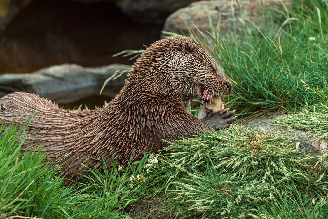 Gratis arkivbilde med bever, dagslys, dyrehage