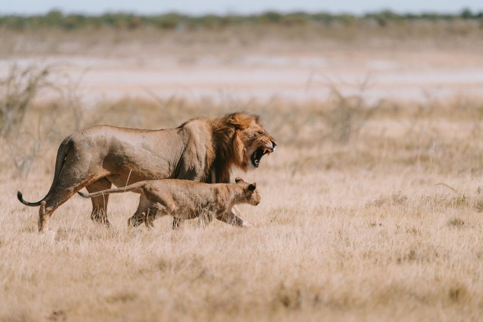 A lion and lioness walk through the grasslands of Fort Namutoni, Namibia, during the daytime safari.