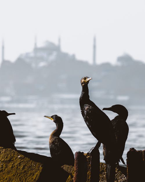 Imagine de stoc gratuită din călătorie, cormorani mari, curcan