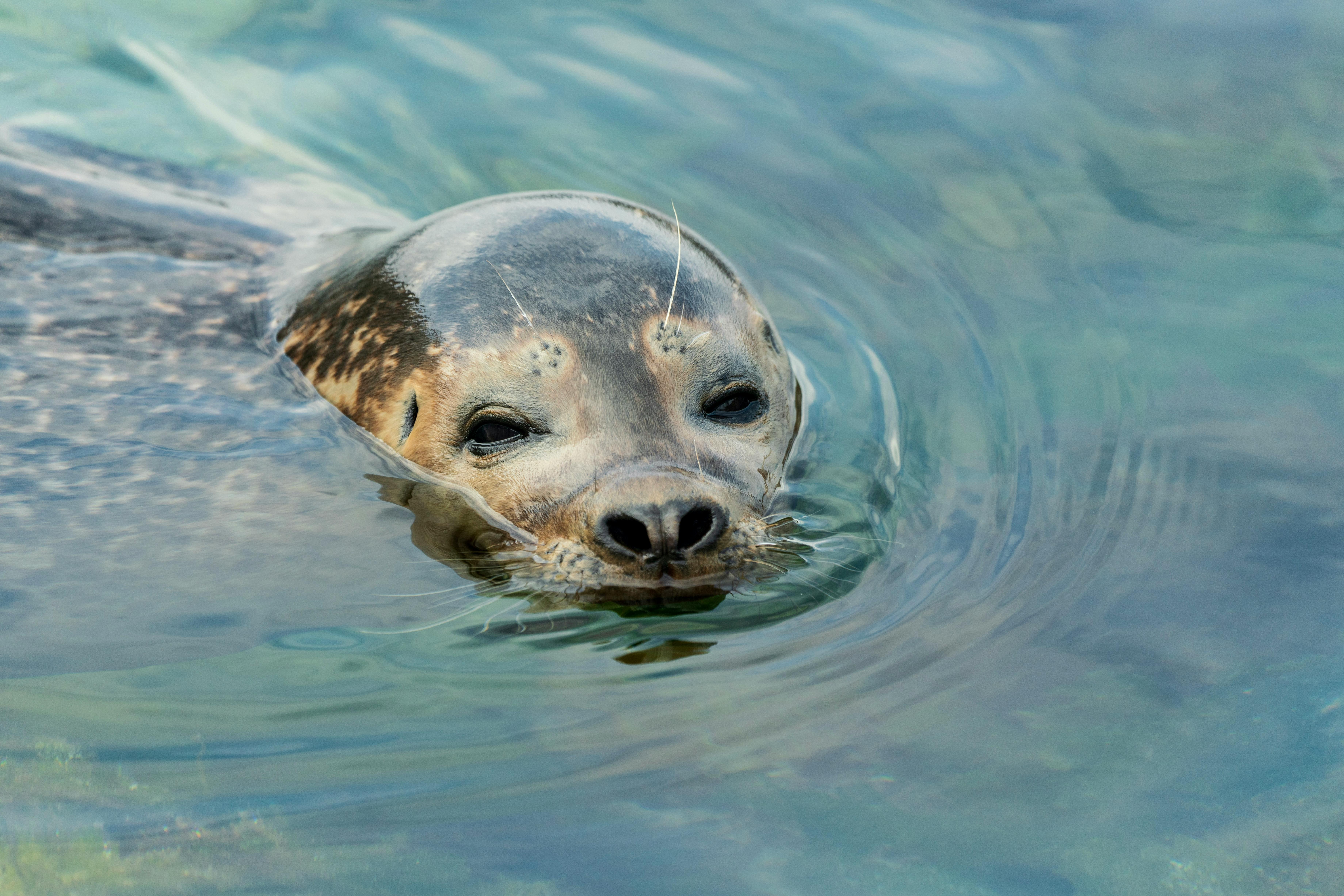 A harbor seal (Phoca vitulina) gracefully swimming in tranquil ocean waters, capturing a serene wildlife moment.