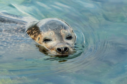 Free A seal swimming in the water with its head sticking out Stock Photo