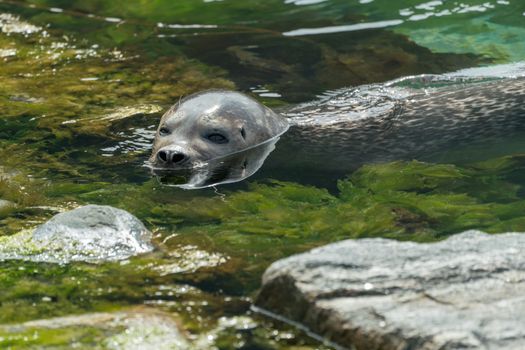 Seal Swimming in Water 