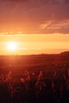 Dramatic sunset over a calm cropland field with golden hues and backlit grass heads.