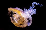 水下拍摄的充满活力的水母，触手错综复杂，精美异常