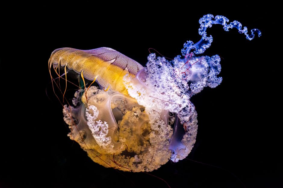 Vibrant jellyfish with intricate tentacles beautifully photographed underwater.