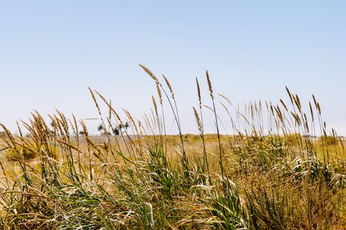Free A tranquil rural field with tall grasses under a clear blue sky, capturing nature's beauty. Stock Photo