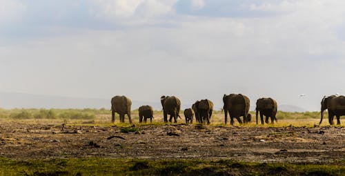 Kostnadsfri bild av 4k tapeter, afrikansk elefant, besättning