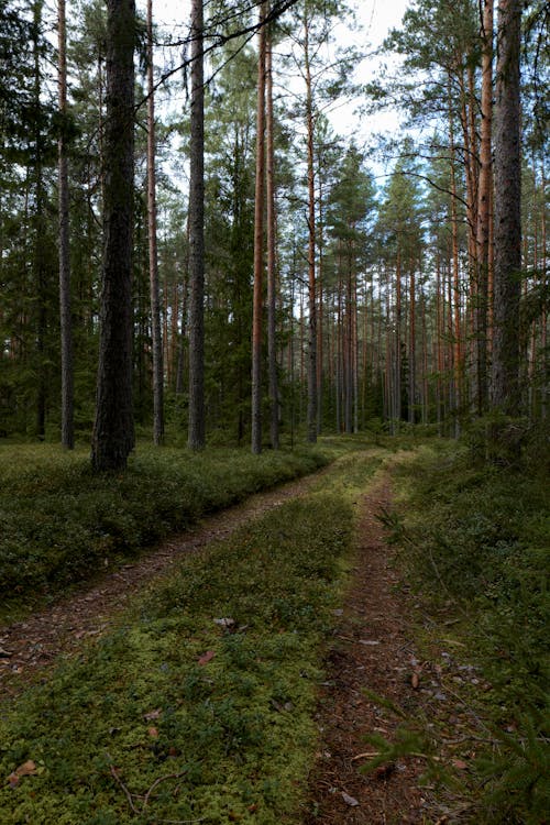 Gratis arkivbilde med bartre, blad, daggry