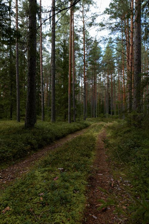Free A serene dirt road winding through a lush pine forest, perfect scenic nature view. Stock Photo
