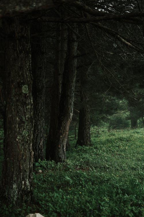 Free A dog is standing in the middle of a forest Stock Photo