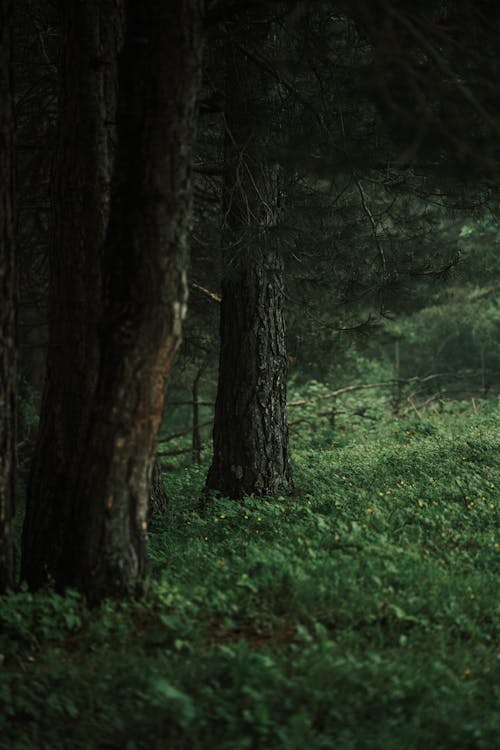 A man is walking through a forest with a dog