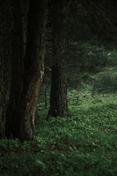 A peaceful forest view with towering tree trunks and lush greenery.